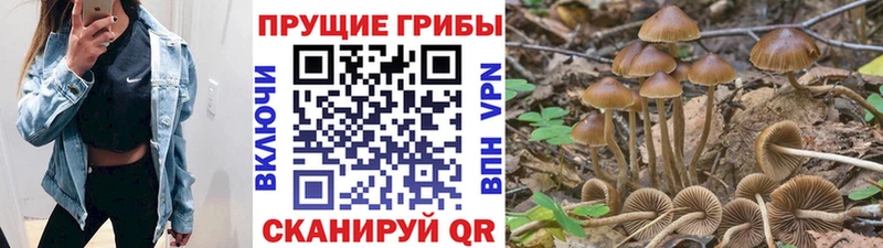 Псилоцибиновые грибы мицелий  купить   Нижнекамск 